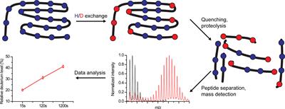 Hydrogen-Deuterium Exchange Mass-Spectrometry of Secondary Active Transporters: From Structural Dynamics to Molecular Mechanisms